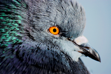 Pigeon